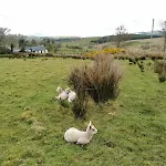 Charlie's House Relaxing Near Hébergement de vacances Letterkenny